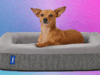 Best Dog Beds (2025): For All Kinds of Dogs in All Kinds of Spaces