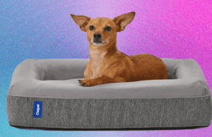 Best Dog Beds (2025): For All Kinds of Dogs in All Kinds of Spaces