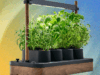 Auk Mini Review: Start Your Own Seeds, Scandinavian Style
