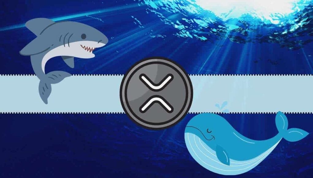 xrp_shark_whale_cb.jpg