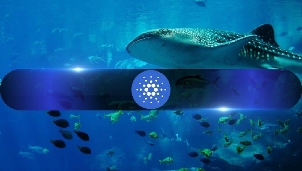 Cardano_Whale.jpg