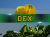 DEXs Hit All-Time High of $419 Billion Volume Despite Market Corrections: CoinGecko