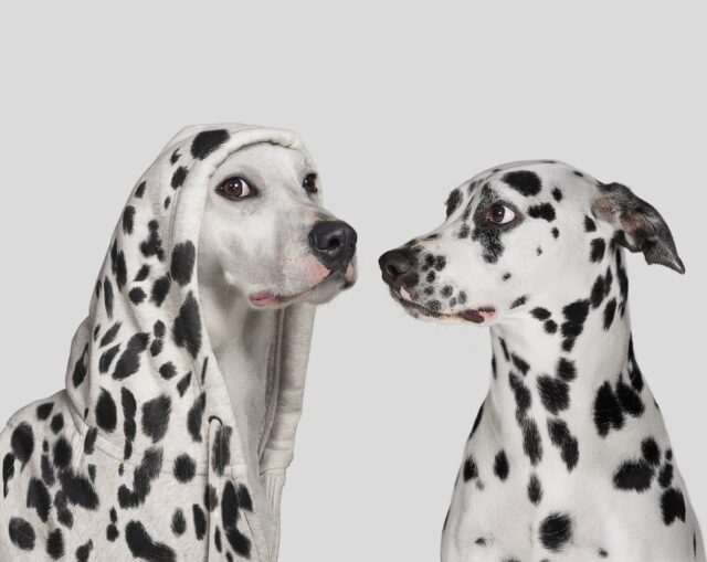 Impersonators are (still) targeting companies with fake TechCrunch outreach