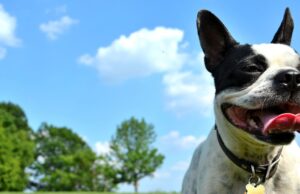 The Climate Impact of Owning a Dog