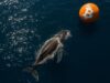 Over 10,000 Bitcoin bought by whales in last 24 hours