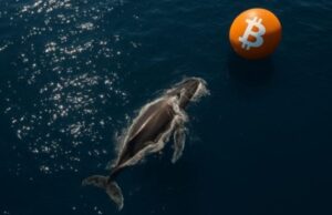 Over 10,000 Bitcoin bought by whales in last 24 hours