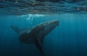 Bitcoin OG Owen Gunden moves $372M in BTC, first batch hits Kraken