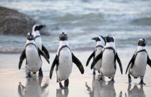 Pudgy Penguins Secures Las Vegas Sphere Spot After Dogwifhat Campaign Fails