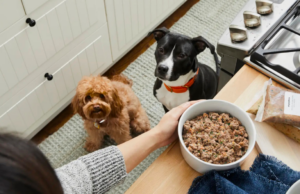 The Farmer’s Dog deal: Save 50% on your first box