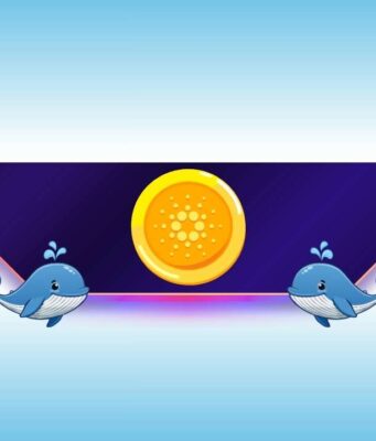 Why Cardano Whales Are Buying the Dip in Bulk