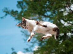 A New Study Details How Cats Almost Always Land on Their Feet