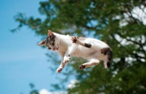 A New Study Details How Cats Almost Always Land on Their Feet