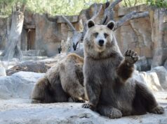 Over 40% of Altcoins Near All-Time Lows, Worse Than Last Bear Market