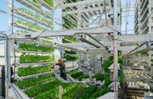 Canopii looks to succeed where past indoor farms have not
