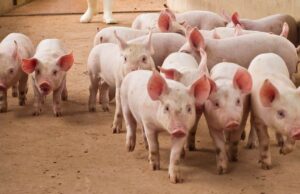 Feds Seize $61 Million in Tether Linked to ‘Pig Butchering’ Crypto Scams