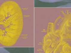 A Billionaire-Backed Startup Wants to Grow ‘Organ Sacks’ to Replace Animal Testing