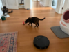 Best vacuums for pet owners in 2026: Cordless and robot vacuums tested at home