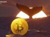 TIm Draper’s $250,000 BTC Call, New Whale Data, and More