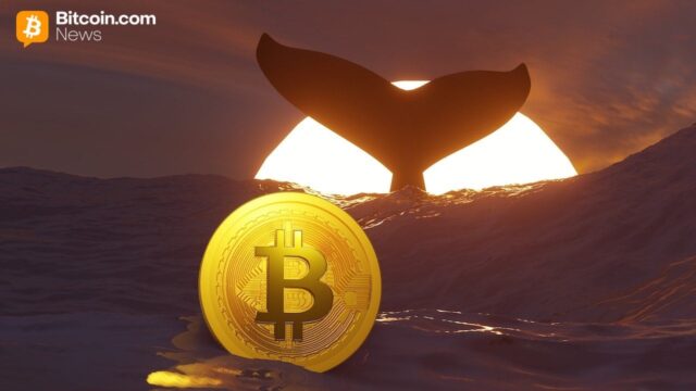 TIm Draper’s $250,000 BTC Call, New Whale Data, and More