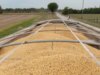 China agrees to purchase $17B in US agricultural products annually through 2028