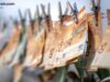 US and Bolivia Target the ‘Modern Pablo Escobar’ in Massive Crypto Laundering Probe