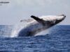 Whale Dumps $100M ETH Short, Pivots to $13.4M Bitcoin Bet at 20x Leverage